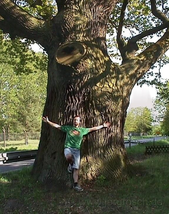 200105 eiche.jpg - Alte Eiche Nähe Oder